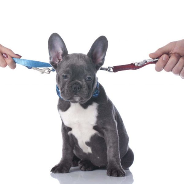 Pet-Custody-Divorce